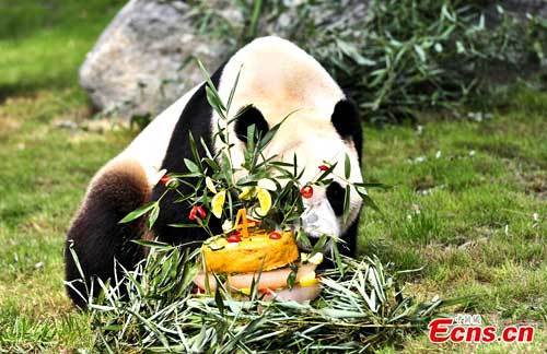 Giant panda Ding Ding celebrates 4th birthday in Jinan