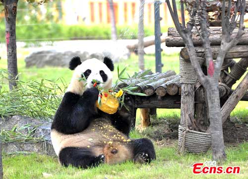 Giant panda Ding Ding celebrates 4th birthday in Jinan