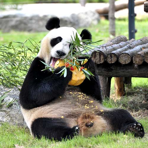 Giant panda Ding Ding celebrates 4th birthday in Jinan