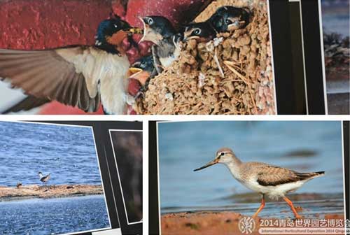 Bird photography exhibition at Qingdao Expo