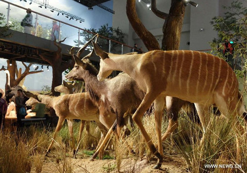 Wild animal specimens exhibited in Shandong Museum