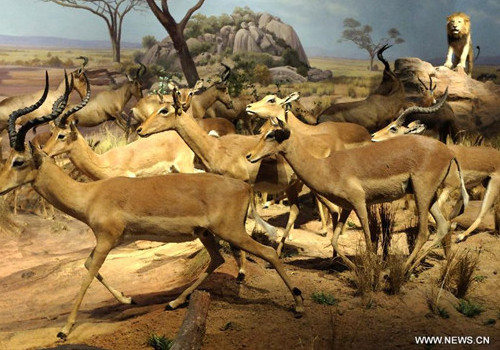 Wild animal specimens exhibited in Shandong Museum
