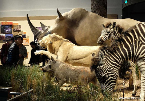 Wild animal specimens exhibited in Shandong Museum