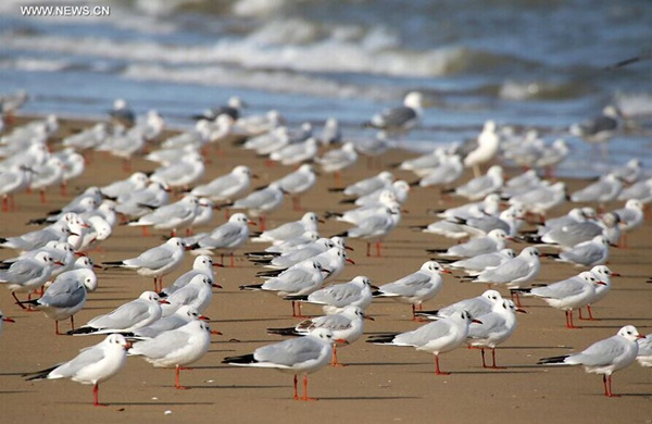 Lots of sea gulls spend winter in China's Yantai