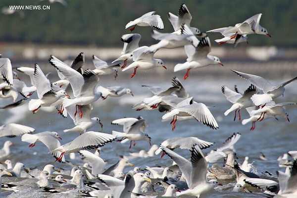 Lots of sea gulls spend winter in China's Yantai