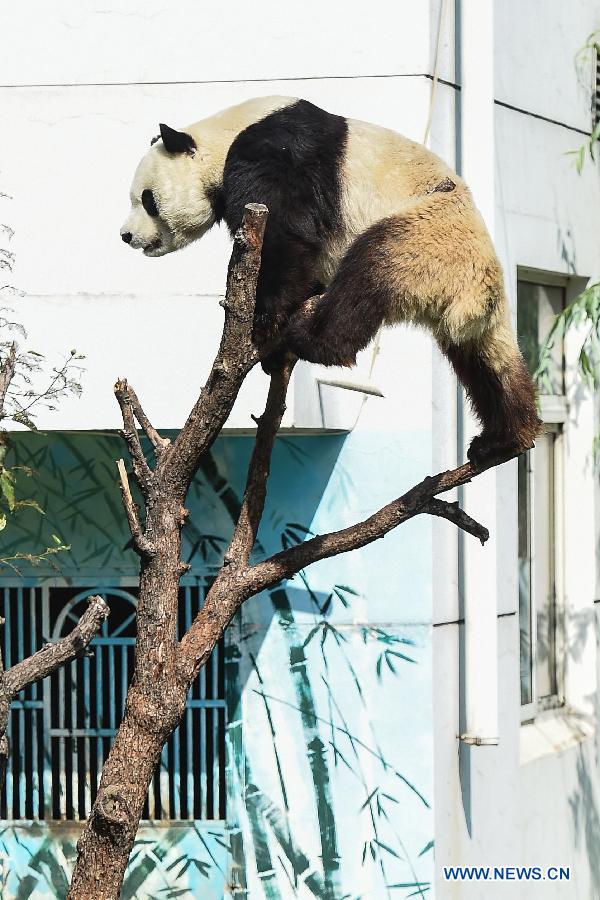 Birthday party thrown for Giant panda Caitao in N China