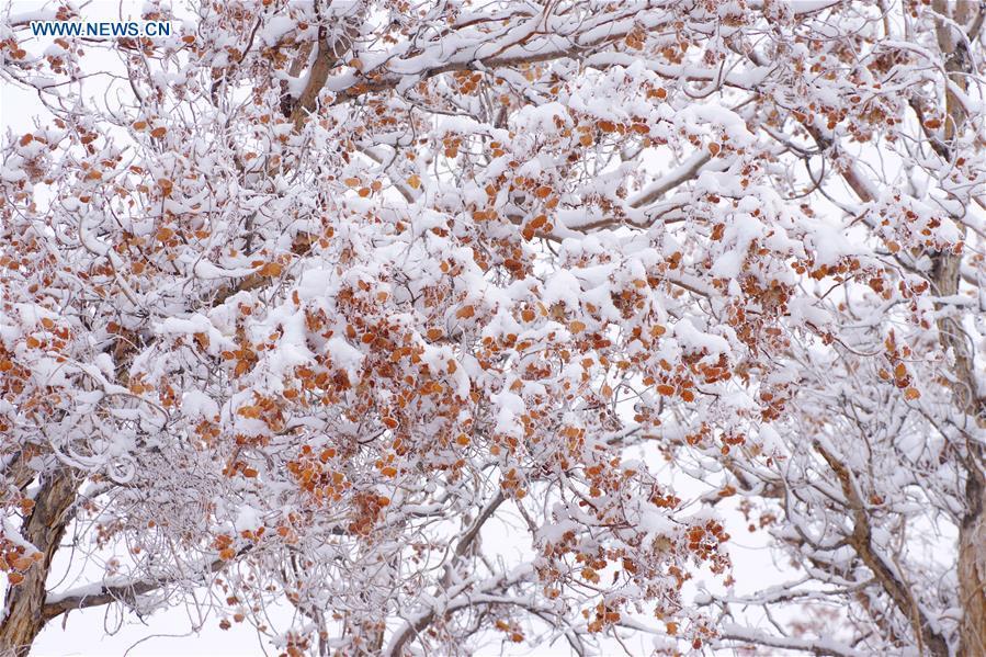 Rime scenery of forest of populus euphratica in Xinjiang