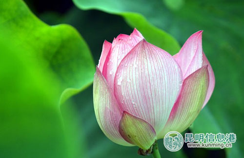 Visual summer spectacle lotuses come into bloom
