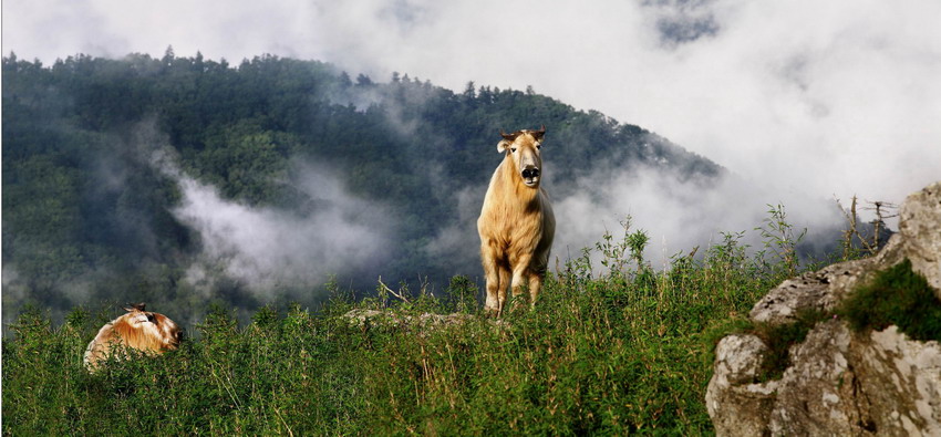 Animals as art in the Qinling Mountains
