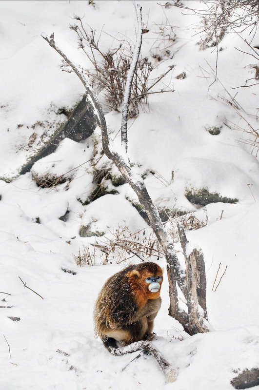 Animals as art in the Qinling Mountains