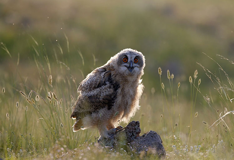 Taking flight with birds for 22 years