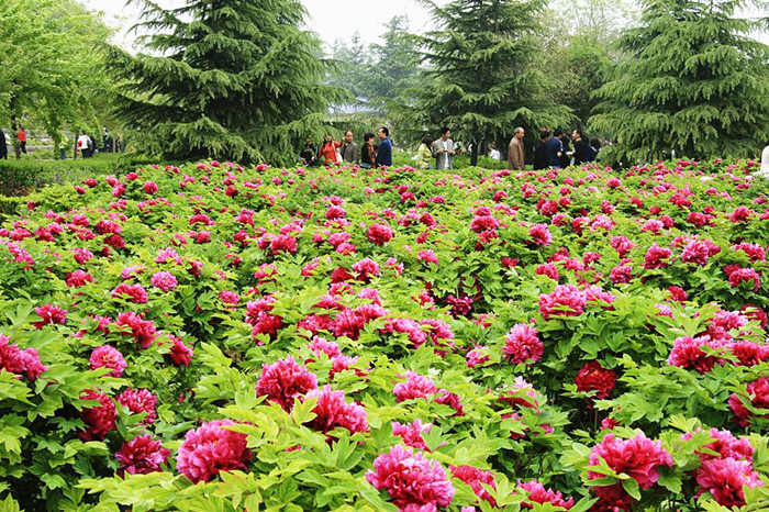 Luoyang, the peony paradise