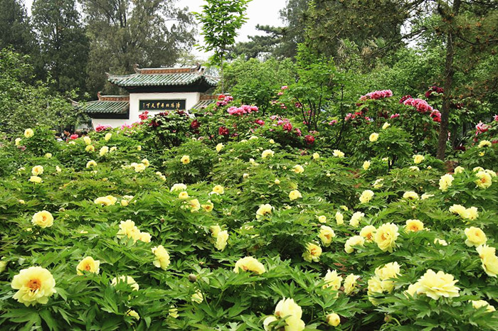 Luoyang, the peony paradise