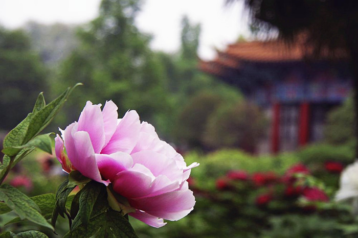 Luoyang, the peony paradise