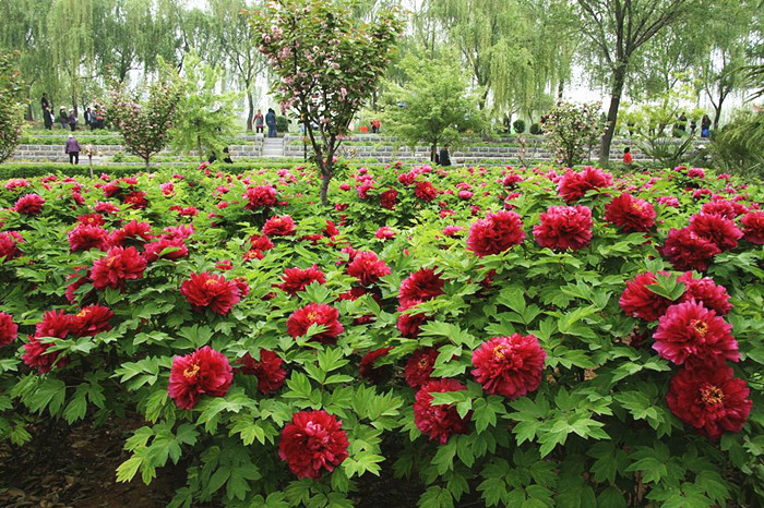 Luoyang, the peony paradise