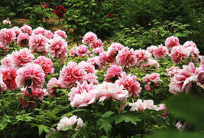 Luoyang, the peony paradise