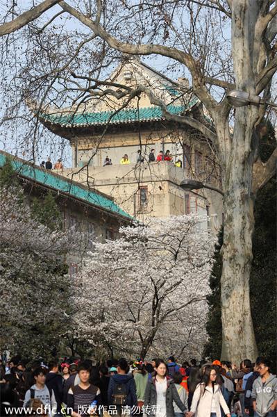 Cherry blossoms at Wuhan University