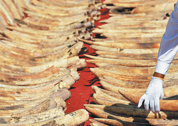 Ivory poachers must be punished to raise awareness of wildlife protection