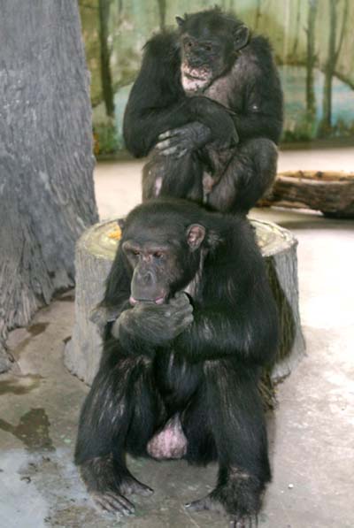 ,,,chimp,,love story,,