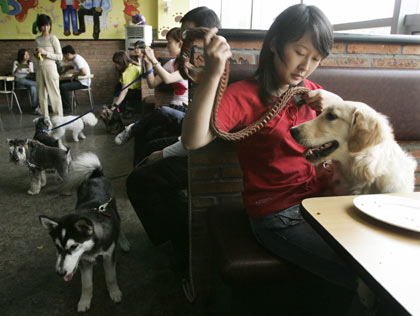 Dog owners sit wih their pets at the Coolbaby dog restaurant in Beijing May 20, 2006. The newly opened dog theme park, the first in China's capital, has a playground, a swimming pool, obstacle courses, and also a restaurant specially designed for pets. Not only can pets have meals together with their owners, but the recipes offered are based on nutritional science and tailored for dogs of different breeds, ages and sizes. [Reuters]