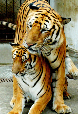 Two South China tigers mate in 
the South 
China Tiger- Breeding Base in Suzhou, East China's Jiangsu Province, May 23, 2006. The 7-year-old male tiger mates with the 3-year-old female tiger naturally, and they were not injected with any drug to provoke their instincts, said officials in the base. The South China tiger, which could be found only in China, is listed in the IUCN Red List of Threatened Species. Chinese animal breeding specialists have in the past tried a number of methods to boost numbers of animals close to extinction. [Xinhua]