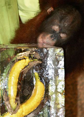 Jennie, a two year old orangutan, licks an ice block containing bananas at a promotional event to give animals some refreshment during the hot summer weather at Everland, South Korea's largest amusement park, in Yongin, about 50 km (31 miles) south of Seoul, July 30, 2006. [Reuters]