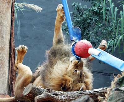 An African Lion known as Jambo plays with a bungee ball in its new enclosure at Sydney's Taronga Zoo August 29, 2006. Jambo, his mate Kuchani, and two cubs Asali and Johari, were released into their newly renovated enclosure to mark the cubs' third birthday. 