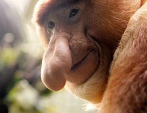 Victo, a 10-year-old male Proboscis monkey (Nasalis larvatus), pauses during an afternoon token feeding session at the Singapore Zoo September 4, 2006.