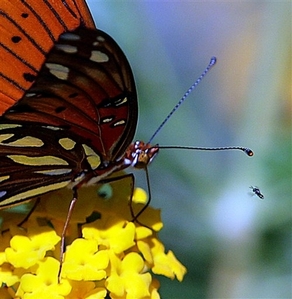 A Gulf Fritillary butterfly (Agraulis Vanillae) stops for some nectar from a Yellow Gold Lantana bloom while a small insect, right, appears to watch, in South Tyler, Sunday Oct. 8, 2006.