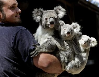 Joel Barbara, head keeper at Sydney's Koala Park holds 'Kamara' and her two one yera-old babies, Tuesday, Oct. 24, 2006. The new arrivals 'Wignet and Wimera' join 30 other koalas as the star attractions to the park in Sydney's north. 