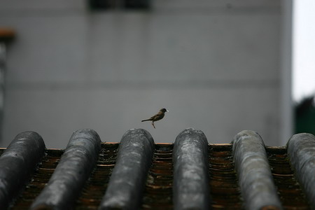 A bird jumps on the roof of an old house in Guangzhou, South China's Guangdong Province, October 12, 2006. [Wang Xiaoming/New Express Daily]