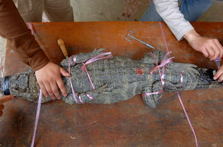 Workers inject a device into a crocodile to track its movements in Xuancheng, East China's Anhui Province, April 27, 2006. [Wu Fang/Xin'an Evening News]