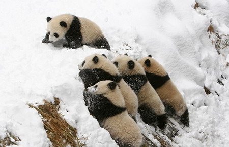 Giant pandas play at the Wolong Giant Panda Base in Chengdu, Southwest China's Sichuan Province, February 17, 2006. [Wang Xiao/Chengdu Commercial News]