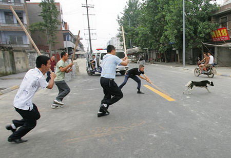 Law enforcement workers try to catch a street dog in Chengdu, Southwest China's Sichuan Province, July 11, 2006. The local government launched a 14-day campaign to get rid of the street dogs. [Guo Guangyu/Chengdu Commercial News]