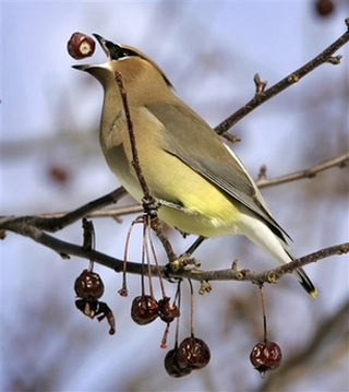 A cedar waxwing tosses up a fruit from a flowering crab tree at the town hall in Freeport, Maine, Tuesday, Jan. 23, 2007. The elegant birds are North America's most specialized fruit eater. (AP Photo