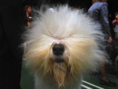 An old English sheepdog is ready to be presented during the herding show at the 131st Westminster Kennel Club Dog Show in New York on Tuesday, Feb. 13, 2007.[Fashion Wire Daily]