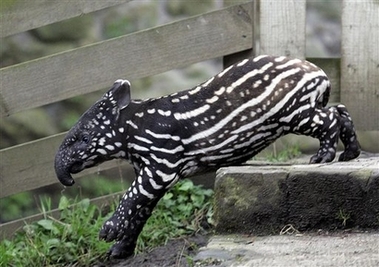 Vasan, a baby Tapir explores its enclosure at Edinburgh Zoo, Scotland, Friday March 30, 2007. The birth is a special event as it is the first time a Malayan Tapir has been born at the zoo and is also the first baby for this particular adult Tapir. Tapirs are hoofed mammals and are related to rhinos and horses. 