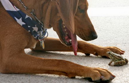 A dog plays with a frog in Changsha, Central China's Hunan Province. [Fan Yuanzhi/Sanxiang City Express]