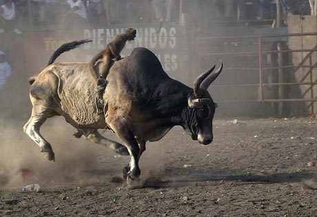 A monkey rides on the back of a bull during the Santo Domingo de Guzman (Saint Dominic) festival in Managua August 4, 2007. Santo Domingo is the patron saint of Managua. 