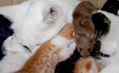 Weasel kit and its cat mother