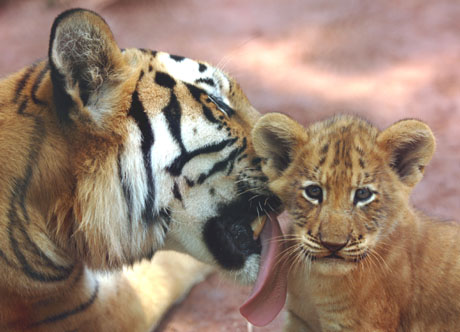 Quadruplet liger cubs healthy