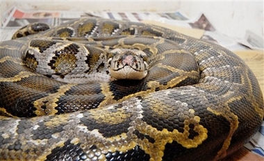 Python swallows electric blanket