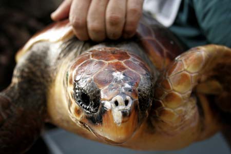 Sea turtle set free