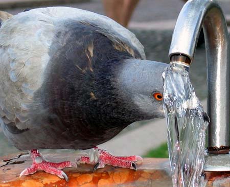 A pigeon cools itself