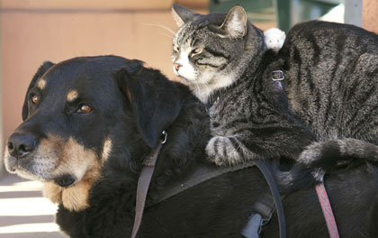 Friends -- dog, cat and mice