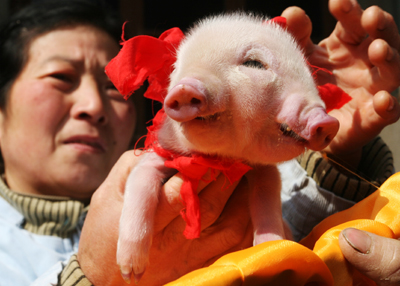 Piglet with two mouths, three eyes