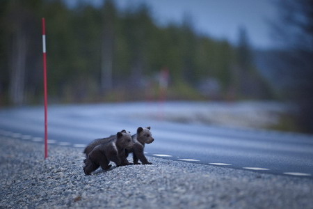 Led by mom, three Bear cubs cross a road