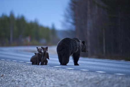 Led by mom, three Bear cubs cross a road