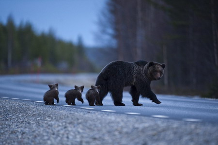 Led by mom, three Bear cubs cross a road