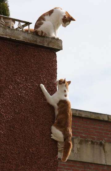 Spidercat climbs walls to enter flat